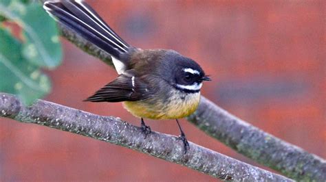 New Zealand birds A - Z: Native animal conservation