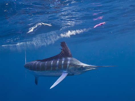 Striped Marlin | Mexico – Fish, Birds, Crabs, Marine Life, Shells and Terrestrial Life