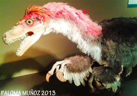 Velociraptor con plumas. Descubierto en 1924 organizado sistema de manada Velociraptor with ...