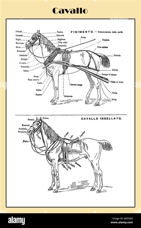 Italian horse table end 19th century from an Italian Lexicon with Italian equipment and harness ...