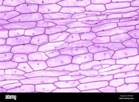 Single plant cells hi-res stock photography and images - Alamy