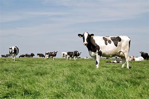 Endeared - Seaweed Supplements Fed To Cows Reduces Methane Emissions By 80%