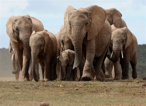 Elephant herd razes 500-kilometer Route of destruction Following Getaway from China nature ...