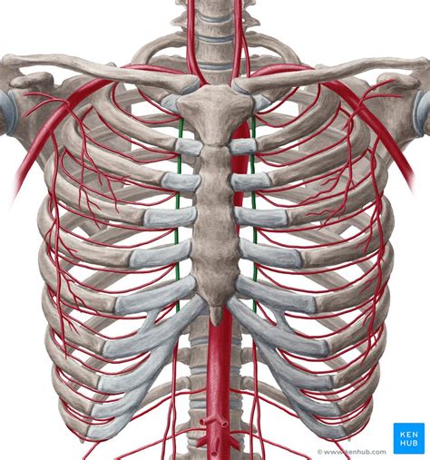 Internal thoracic artery: Anatomy, branches, supply | Kenhub