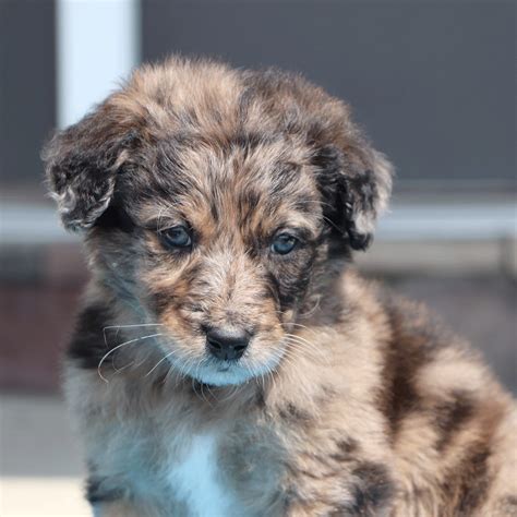 Meet Rex, our newest merle aussiedoodle puppy! | Puppies, Cute dogs breeds, Puppy time