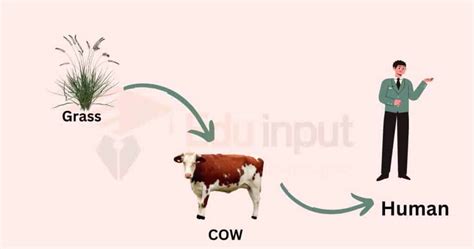 Are Humans At The Top Of The Food Chain?