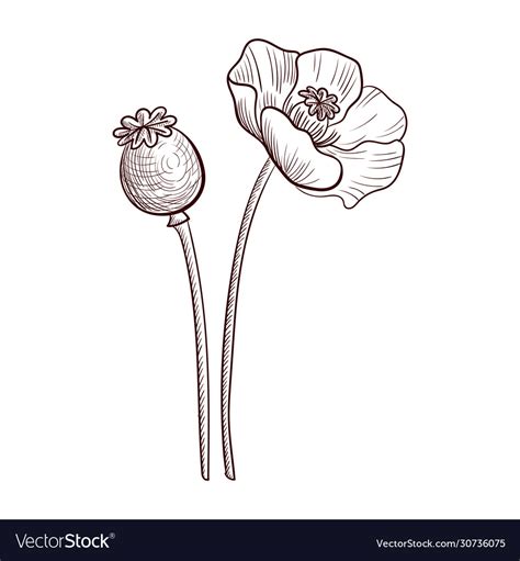 Drawing poppy plant Royalty Free Vector Image - VectorStock