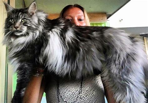 Full Grown Maine Coon Size Comparison To Dog