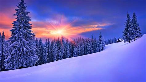 Snow Covered Trees at Sunset