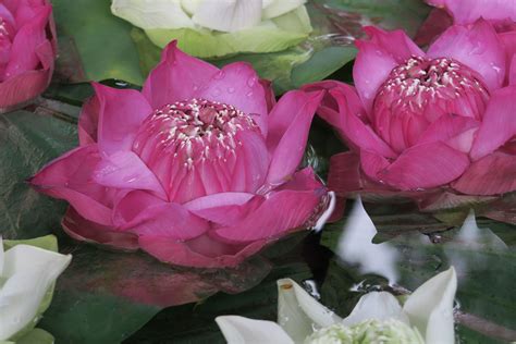 Zen Lotus Flower Wallpapers - Top Free Zen Lotus Flower Backgrounds ...