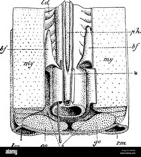 Hemichordata Anatomy