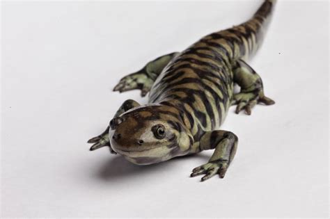 JaredDavidsonPhotography: Tiger Salamander photographs