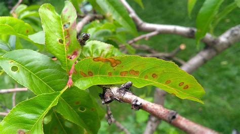 Common Tree Fungus Identification and Treatment