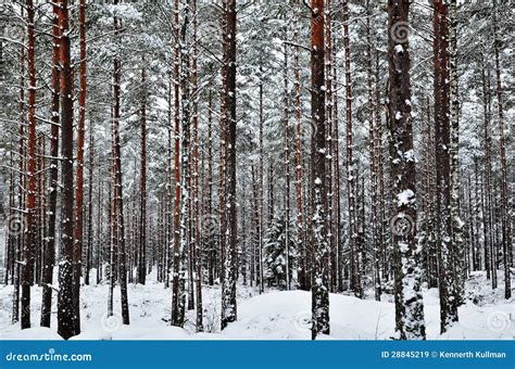 Snowy pine forest