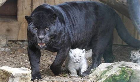 Rare albino jaguar cubs born to a black jaguar mother at a US zoo surprised onlookers