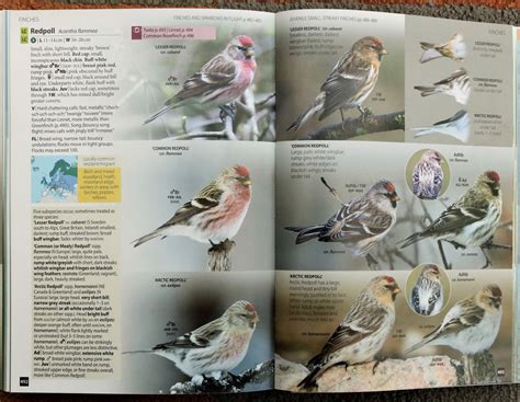 Review: Europe's Birds: An Identification Guide