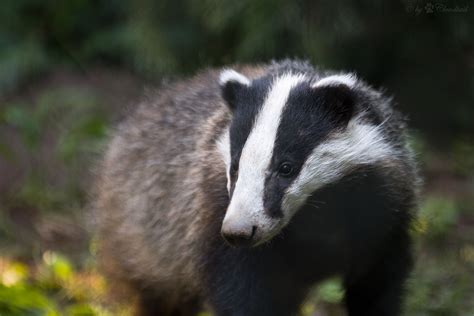 Badger cull update - Animal Aid