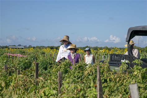 What it Means to Glean: The History and Future of Gleaning — Transition ...