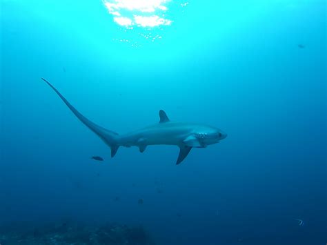 Common Thresher Shark | Alopias vulpinus | Shark Database