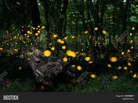 Fireflies/ Night Image & Photo (Free Trial) | Bigstock