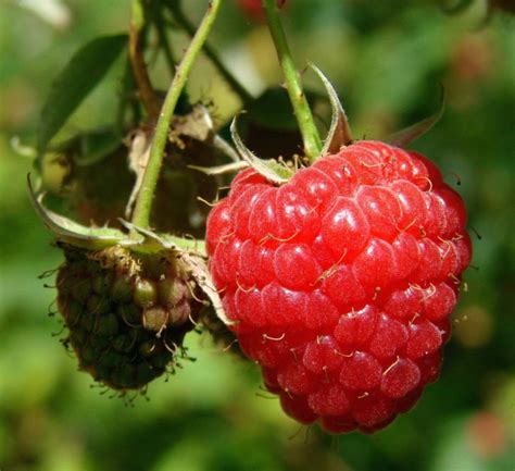 Raspberry bushes : how to prune them?