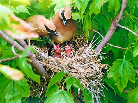 How Long Do Baby Birds Stay in the Nest? - Birds and Blooms