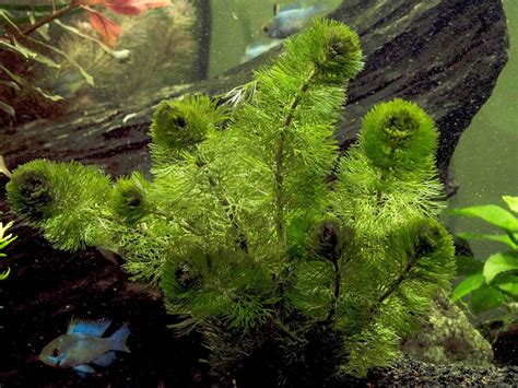 8 Best Floating Aquarium Plants For Beginners » Learn More