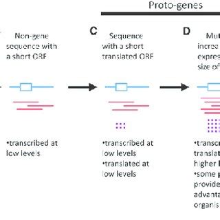 (PDF) Examining the Process of de Novo Gene Birth: An Educational ...