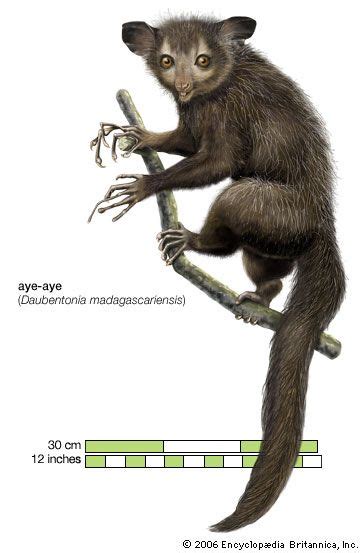 Aye-aye | Diet, Habitat, & Facts | Britannica