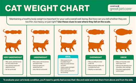 How Heavy Should My Cat Be? | Great Pet Care