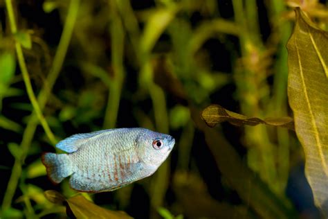 Dwarf Gourami - The Care, Feeding and Breeding of Dwarf Gouramis ...