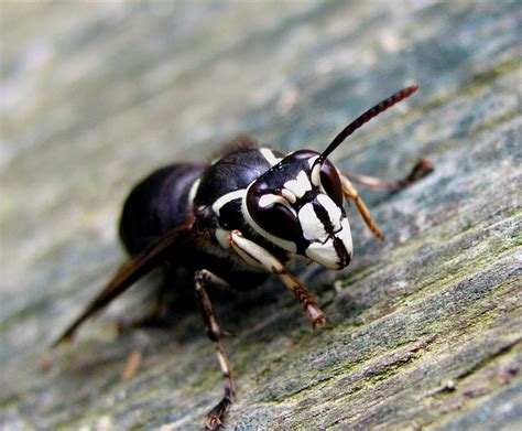 Dolichovespula maculata - Wikipedia