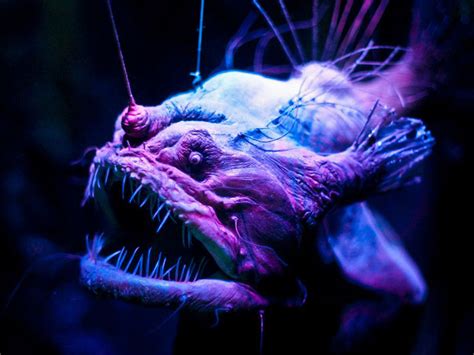 In photos: Spooky deep-sea creatures | Live Science