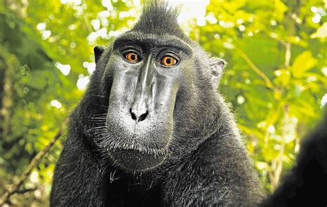 PETA Files Ridiculous Suit Against Photographer for Profiting From a Monkey’s Selfie