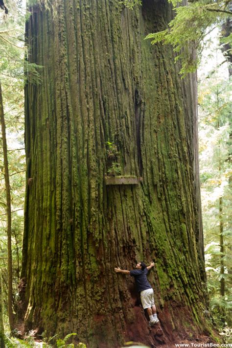 7 Great Places to See the Giant Redwoods in California | TouristBee