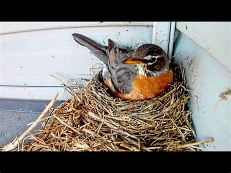 Robin Building a Nest | 100 Minutes - YouTube