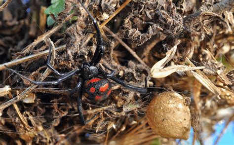 Latrodectus tredecimguttatus (photo courtesy of Pierluigi Rizzo ...