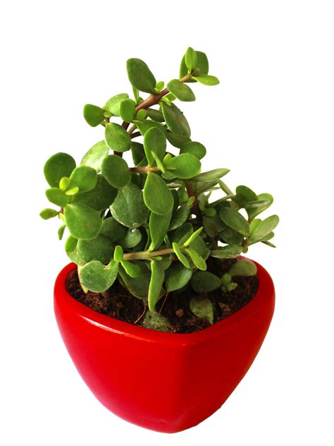 Rolling Nature Good Luck Jade Plant in Red Heart Ceramic Pot - Plants Online India – RollingNature