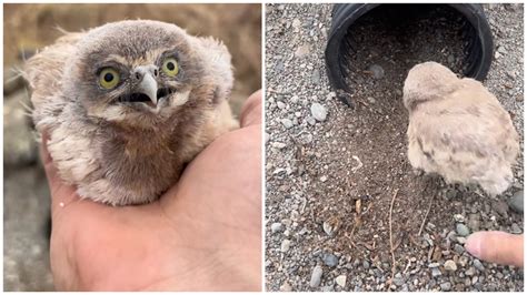 Wildlife Photographer Carefully Releases Seven Baby Owls Into Their New Burrowing Pipe Home