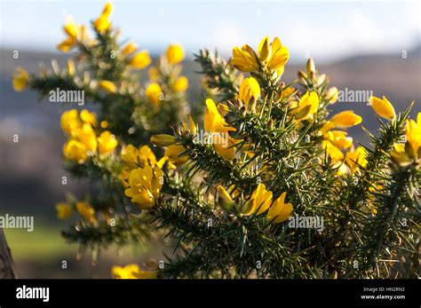 Flowering gorse bush plant Ulex Europaeus with bright yellow flowers Stock Photo: 133442878 - Alamy