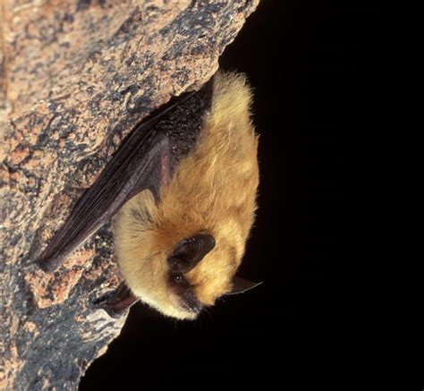 Myotis melanorhinus - Bat Conservation International