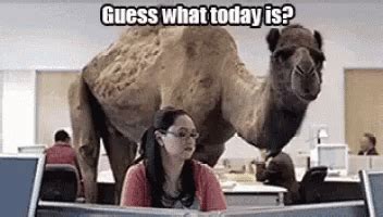 Happy Hump Day Camel GIF - HappyHumpDay Camel - Discover & Share GIFs