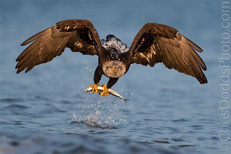 Bald Eagle with Fish in Golden Light — Nature Photography Blog