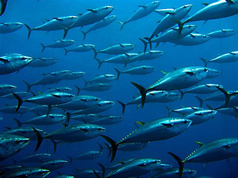 Are Atlantic Bluefin Tuna Endangered? - American Oceans