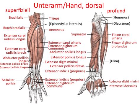 muskel: extensor carpi radialis longus | Yogabuch