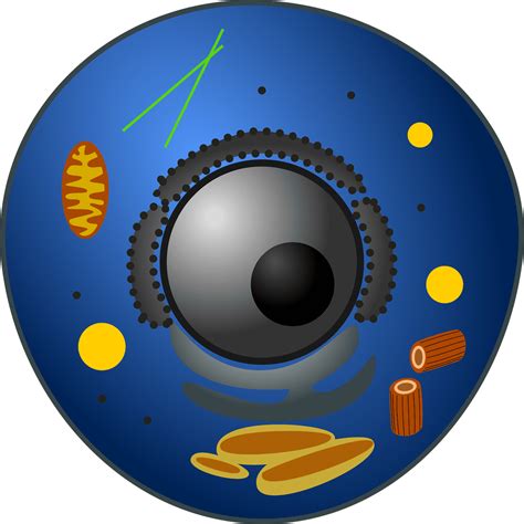 Lysosome vs Peroxisome: Difference and Comparison