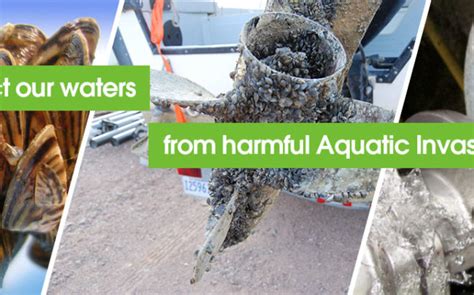 Aquatic Invasive Species | Columbia Power