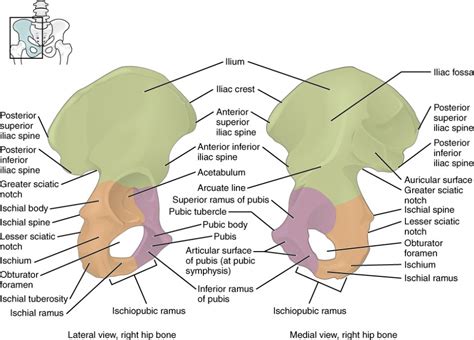 The Pelvic Girdle and Pelvis | Anatomy and Physiology I