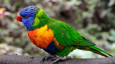 Colorful Parrot Bird, HD Birds, 4k Wallpapers, Images, Backgrounds, Photos and Pictures