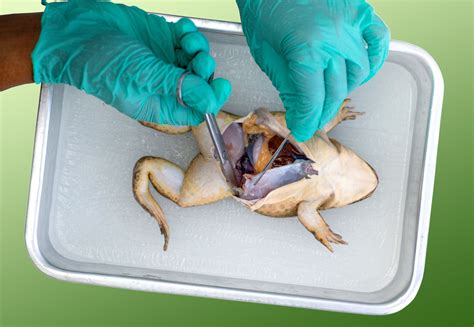 Frog Dissection